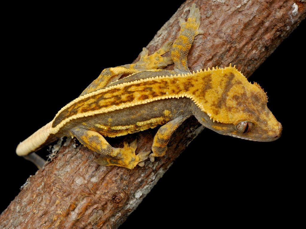 The Joys Of Reptile Keeping And Awesome Reptiles Crested Gecko Morphs the-joys-of-reptile-keeping-and-awesome-reptiles-crested-gecko-morphs