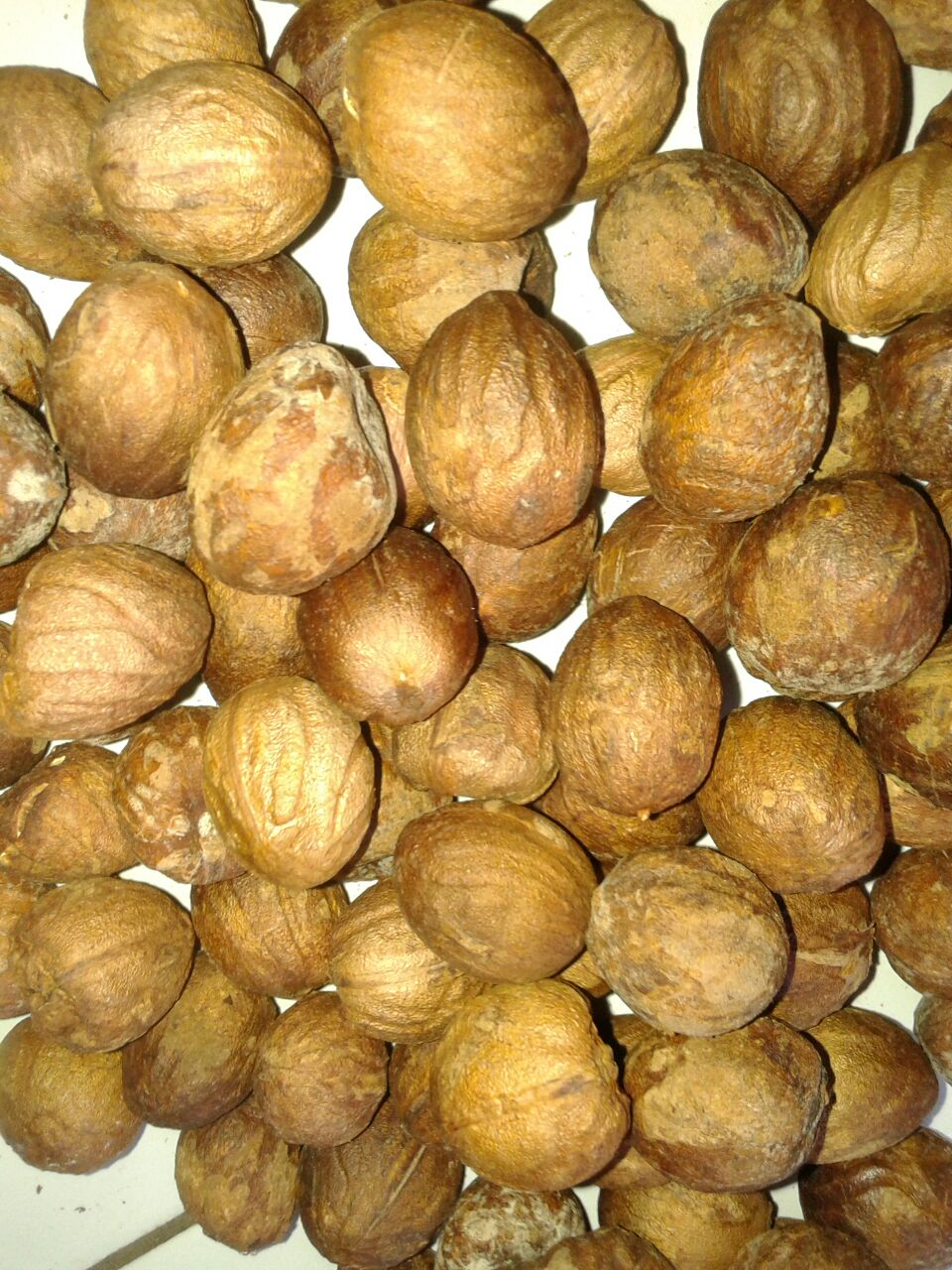 DISTILLING the NUTMEG SEED part1