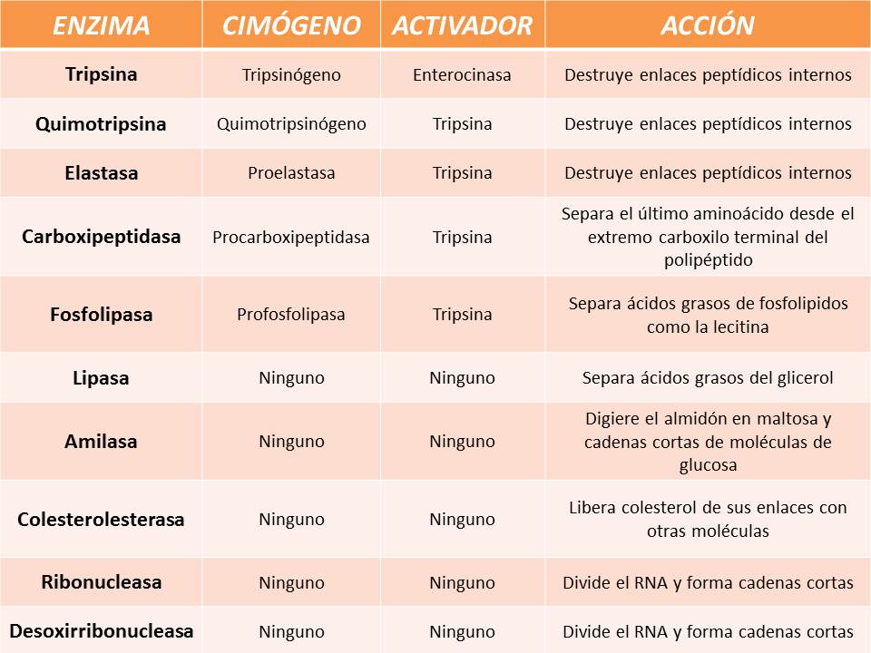 FISIOLOGÍA HUMANA Enzimas pancreáticas