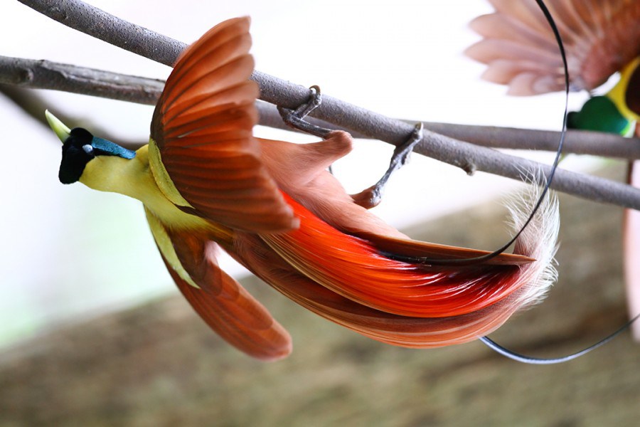 Jenis Burung Cendrawasih Dan Fakta Tentang Burung Cendrawasih Di