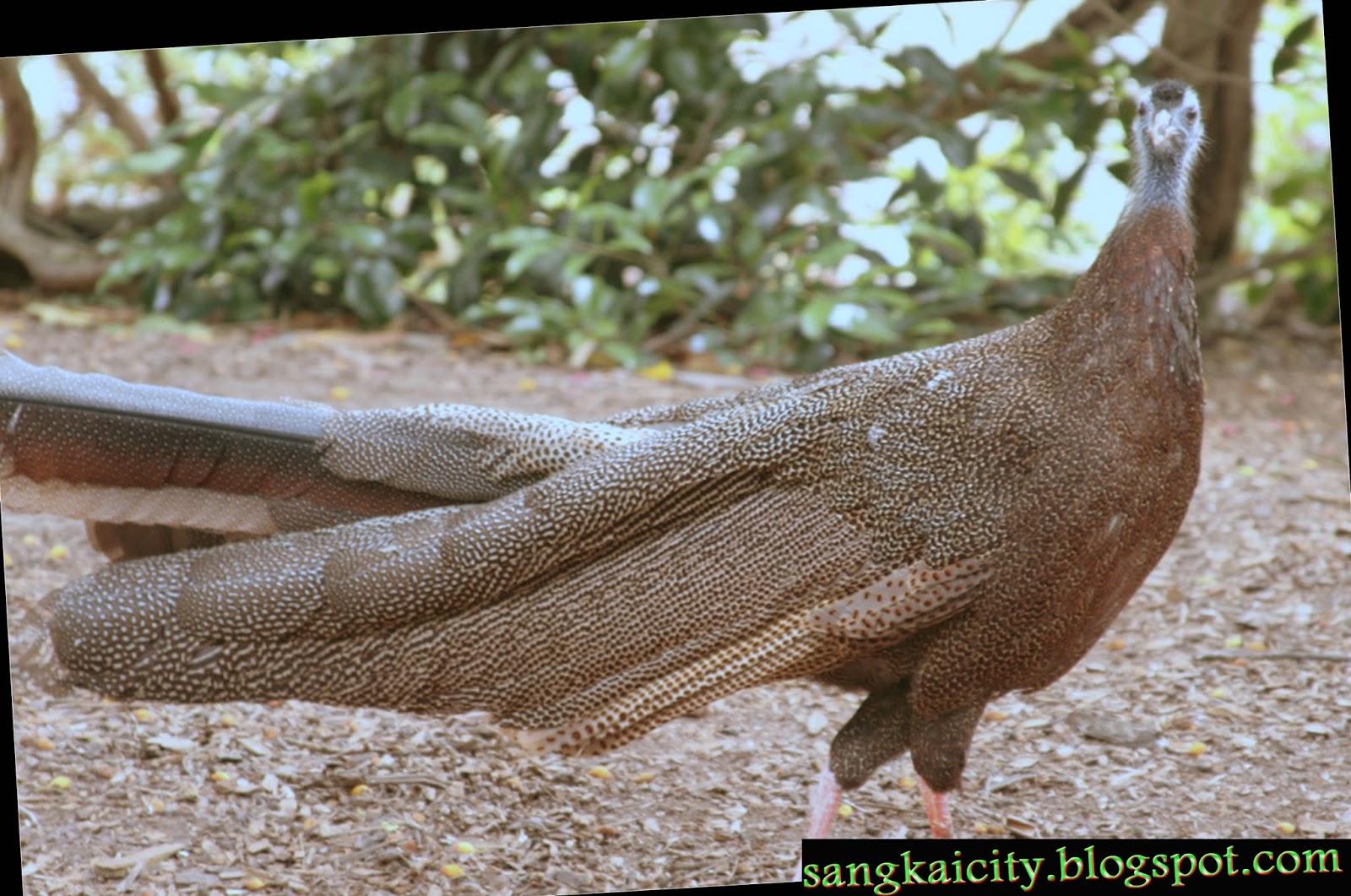Burung Kuau Salah Satu Identitas Suku Dayak Sangkay City