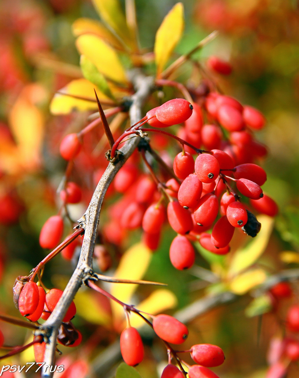 яблоко барбарис. яблочная пастила пастилушка.