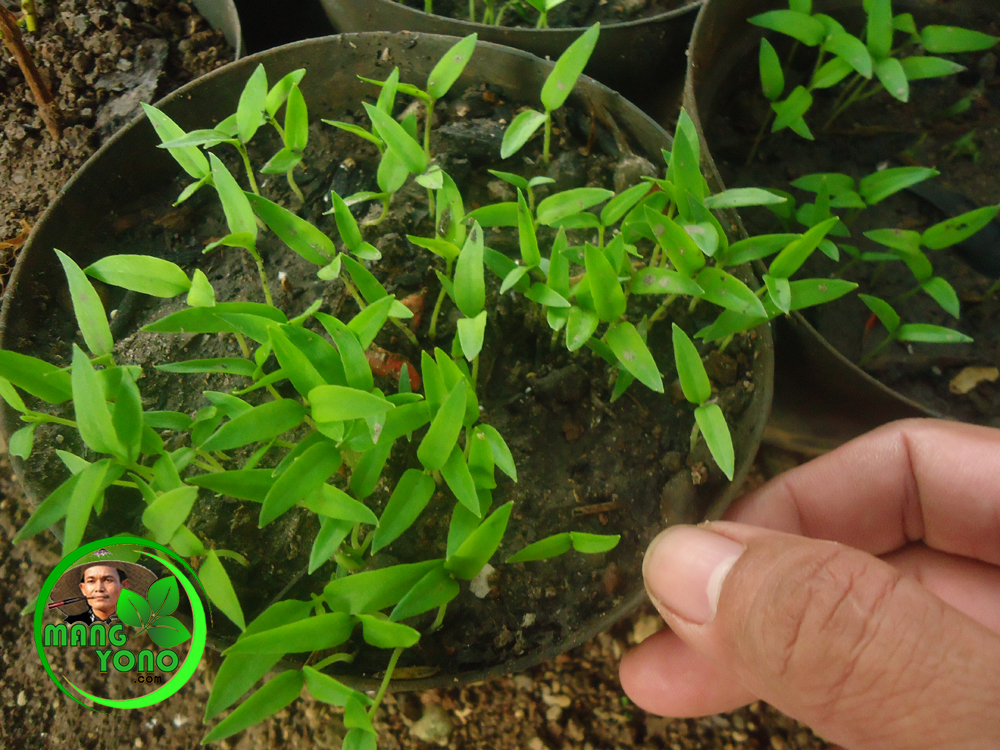Bibit Cabe Rawit (Capsicum frutescens) Umur Dua Minggu
