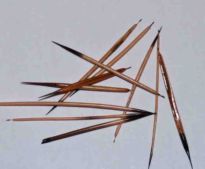 Elwyn's Blog Naturally dyed Porcupine Quills