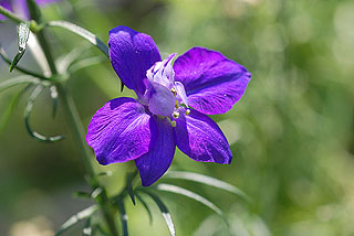 デルフィニウム／チドリグサ／キンポウゲ