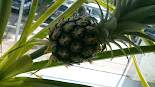 Ananas selbst angebaut