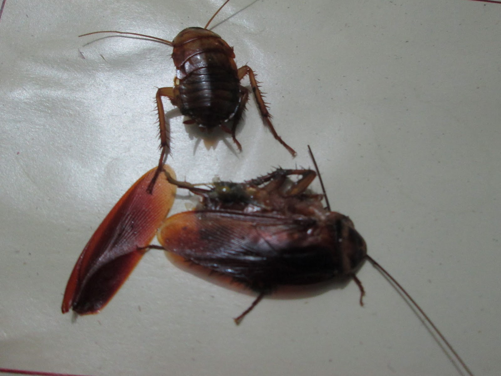 Jeff's Mission - Puerto Rico, San Juan: Dead Cockroach