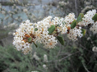 Hoary-leaved ceanothus (Ceanothus crassifolius) along East Fork San Gabriel River, Angeles National Forest