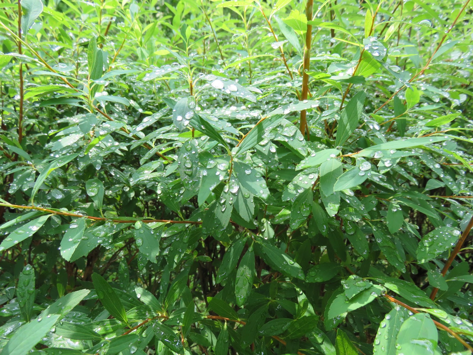 香天 いつかいつかいつかと待ちしきょうの月 田 捨女