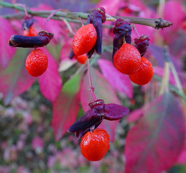 Joe's Retirement Blog A Manomet Walk, Rabbit Pond, Manomet, Plymouth