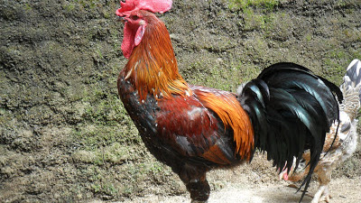 Ayam Mbah Tumbu Legendaris yang Tetap Disukai Generasi Muda