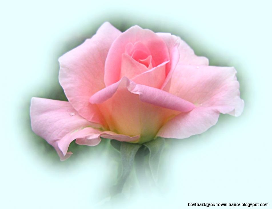 Pink Roses Wallpapers