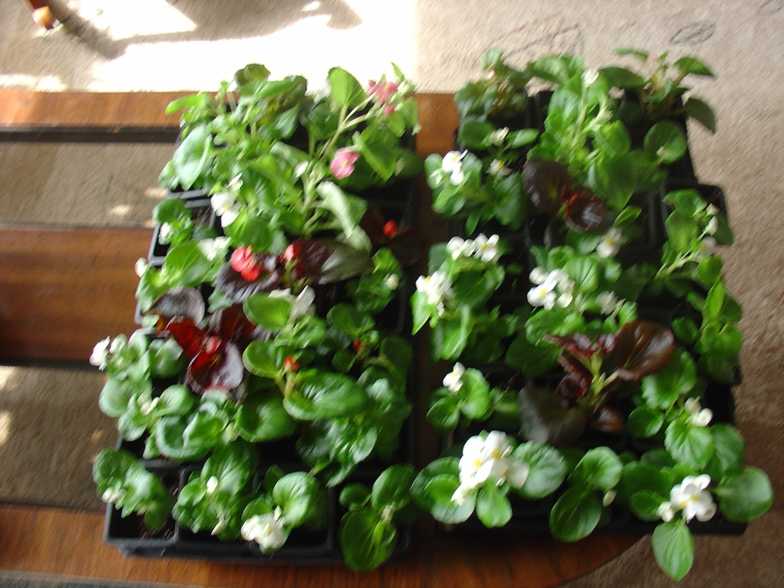 Home Grown in Nova Scotia Nova Scotia Plants take Root in Watt Section