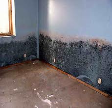 Mold Removal Lansing: How to Remove Mold From Your House