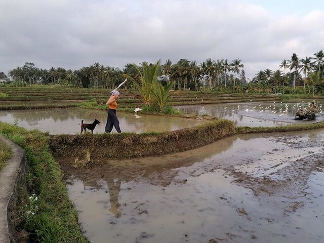 aide leit-lepmets indoneesia inspiratsioon riisipõld riisipõllud 