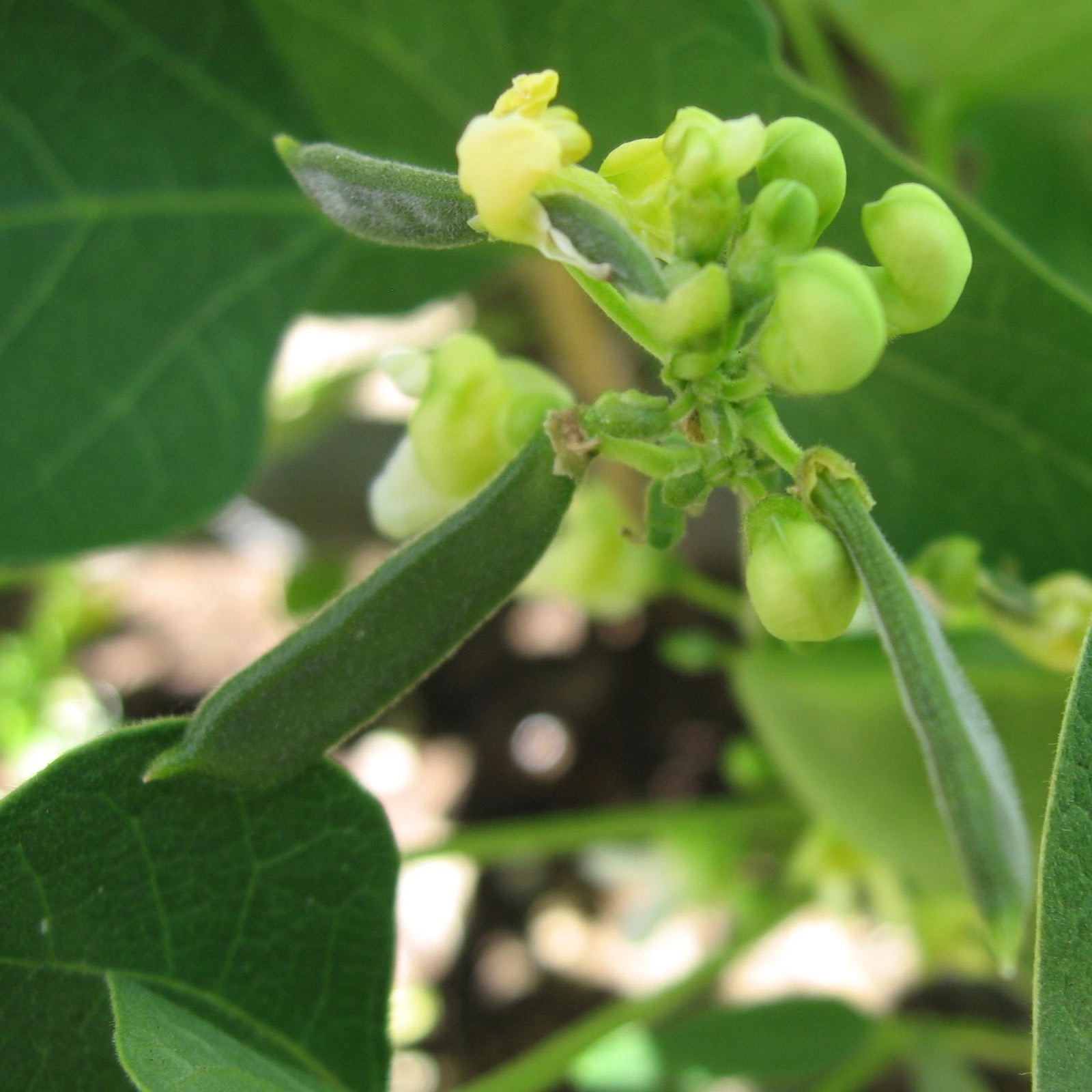 My California Garden in Zone 23 07/01/2016 08/01/2016