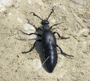 Oleica fioletowa (Meloe violaceus).