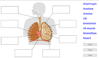 Gazpacho is not tomato soup: Respiratory system - Unit 1