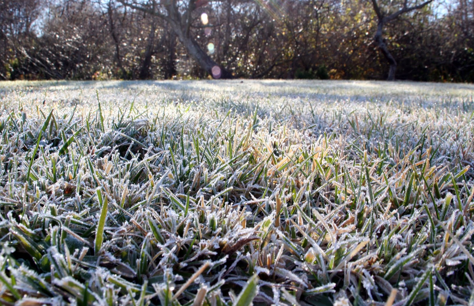 Larkfleet blog Don’t let early frosts blanch your blooms