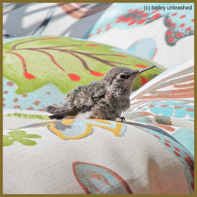 baby hummingbird fresh out of her nest | via baileyunleashed.com