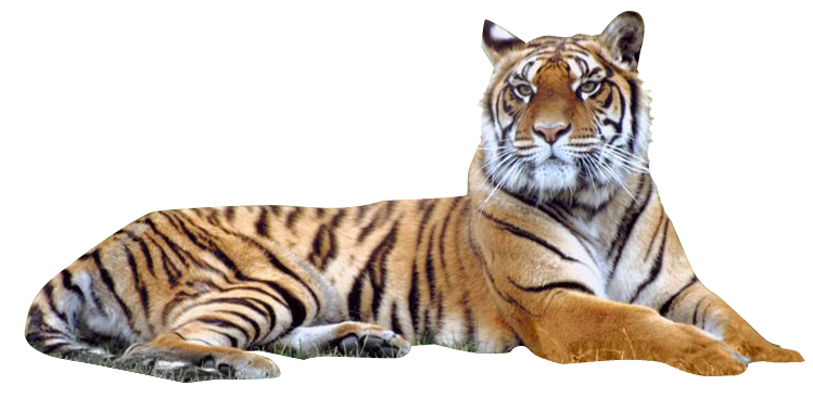 Harimau jawa merupakan fauna endemik khas kawasan