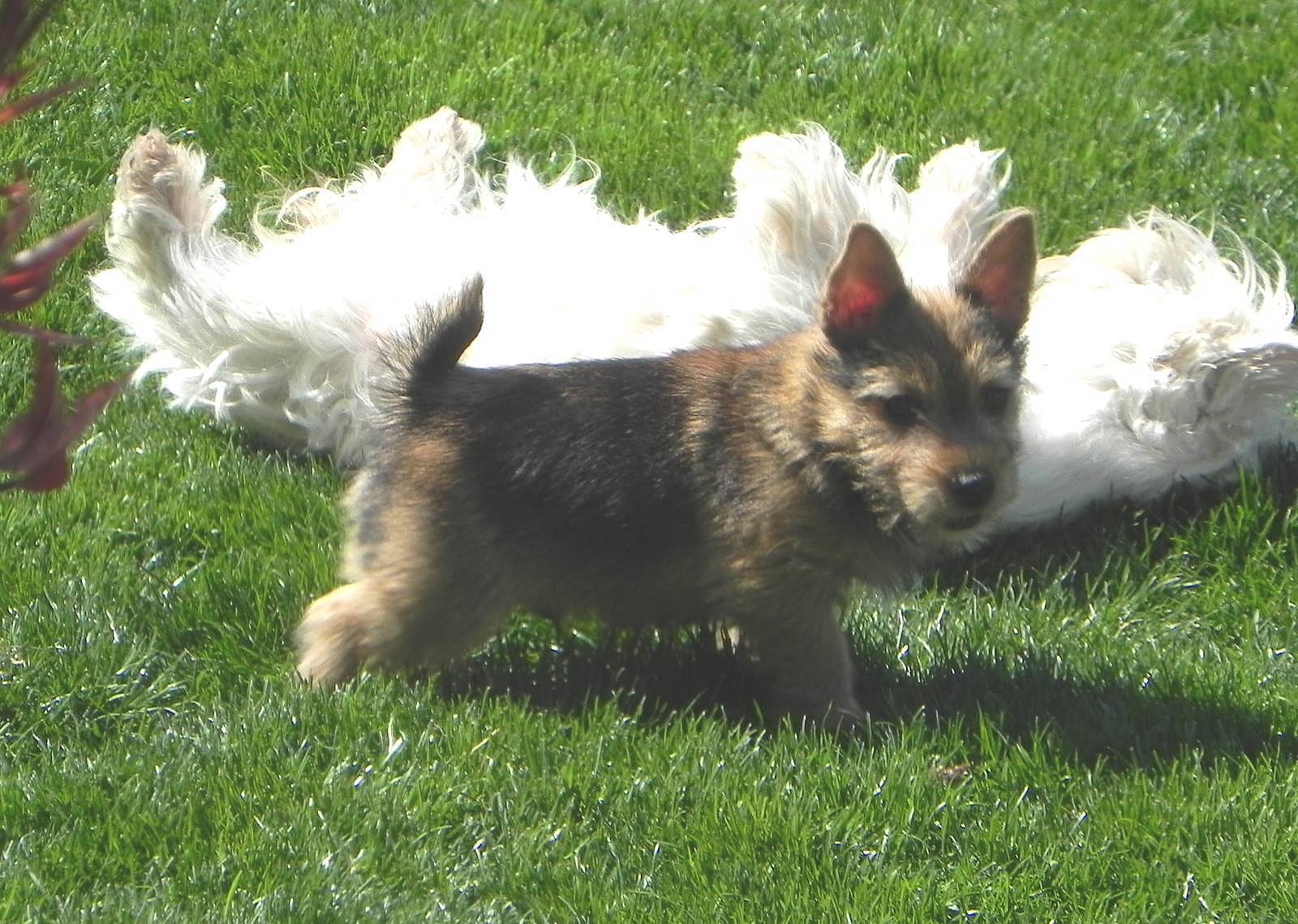 White Diamond Terriers: Zoe's puppies at 10 weeks old.