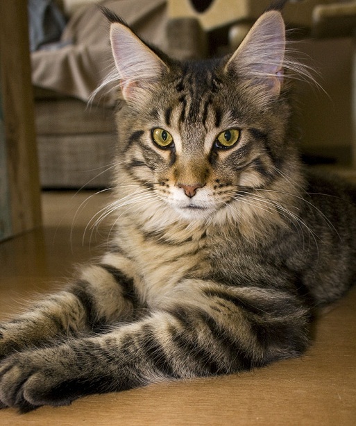 Cute Cat Maine Coon Cat Pictures