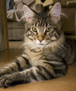 Maine Coon Cat Pictures