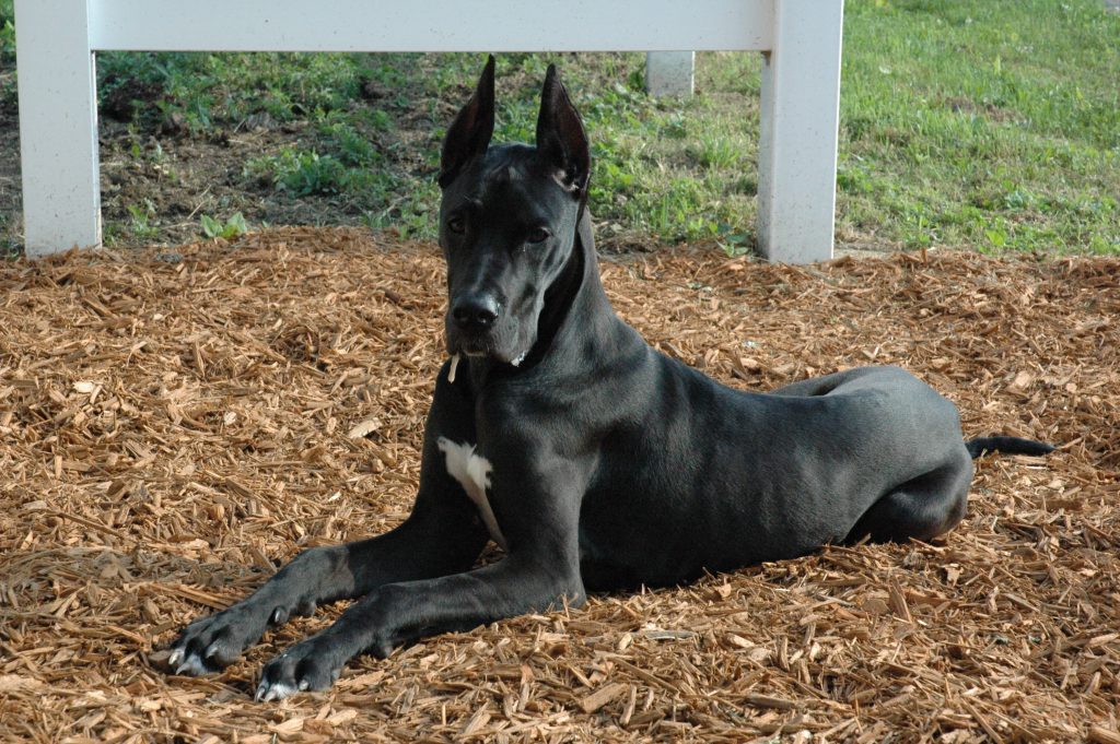 Great Dane (The Great Dane is a large German breed of domestic dog.)