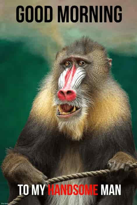 Funny Monkey Sayings Humor - 65 Monkey Jokes Puns For Kids When You Re ...
