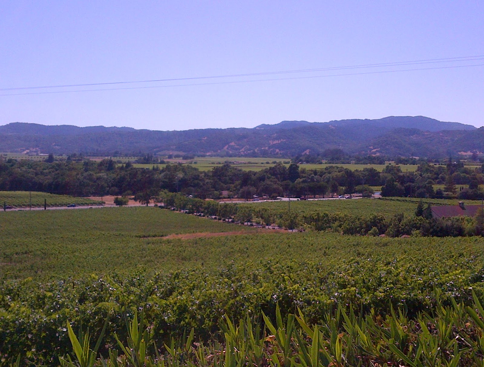 WTF Wine, Travel, Food! the oaks of napa...