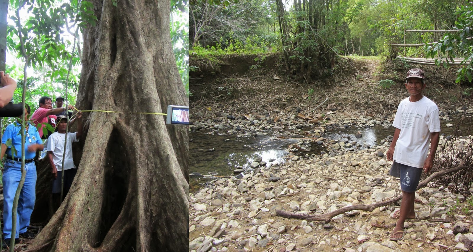 Narra trees, dwarfs and bravery