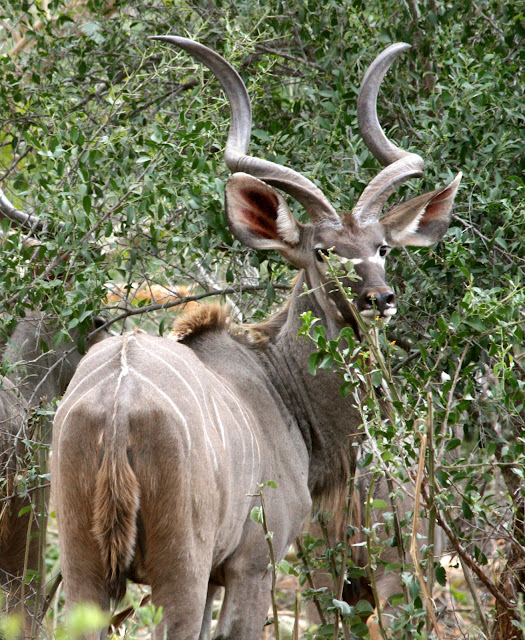 Return to Africa