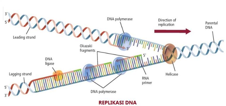 Pembahasan Soal Un Biologi Sma Paket 3 Soal No 25 Tahun 2015 2016 Blog Pak Pandani