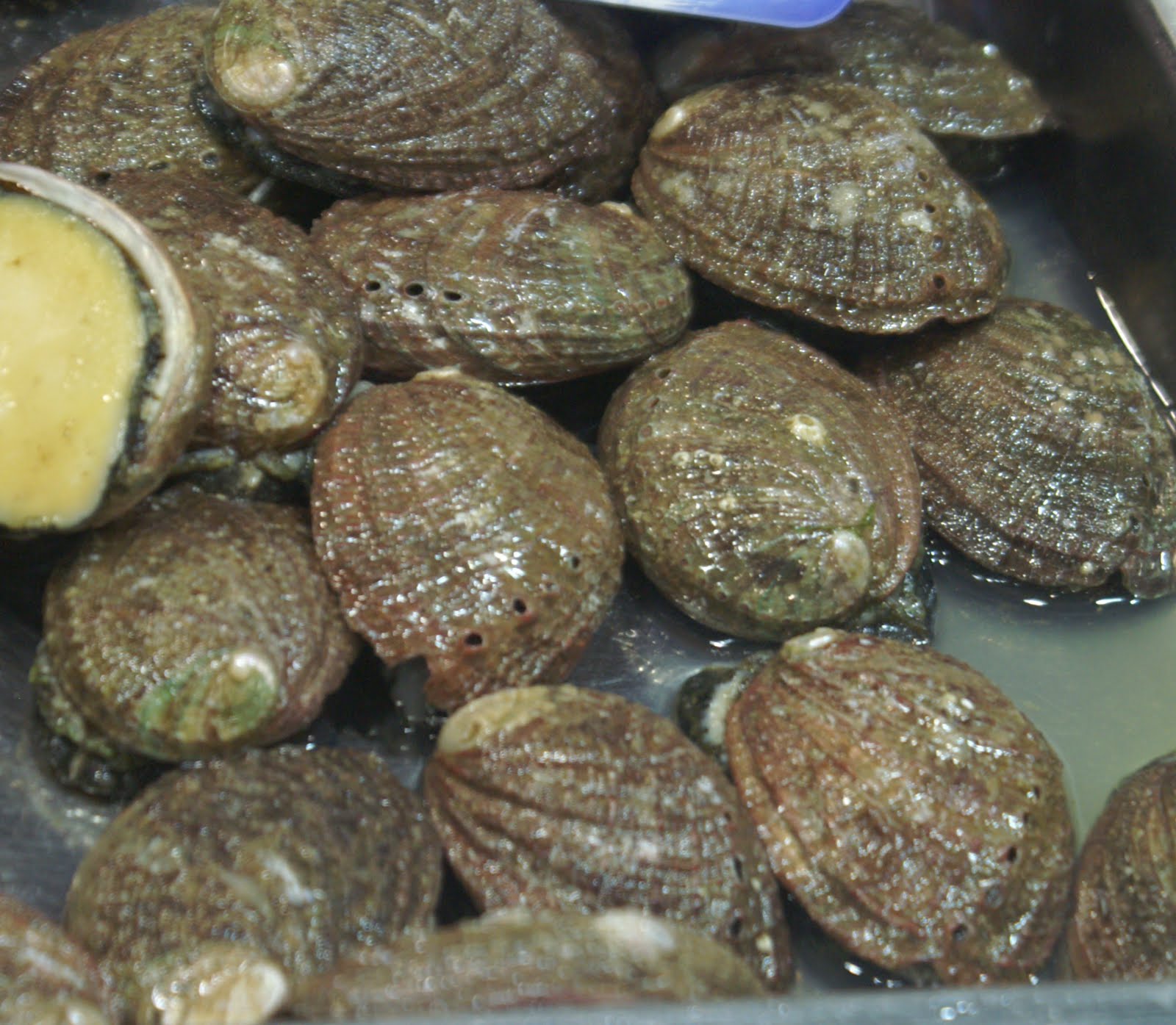 atiye deniz resimleri