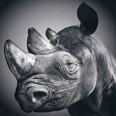 Rinoceronte com a maior cara de tédio