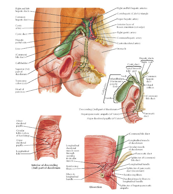 Gallbladder, Extrahepatic Bile Ducts, and Pancreatic Duct Anatomy