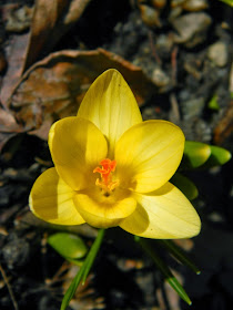 Yellow crocus spring bloom Toronto Botanical Garden by garden muses-not another Toronto gardening blog