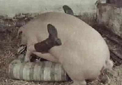 Pigs Girl Sex Download - Man has sex with pig | TubeZZZ Porn Photos