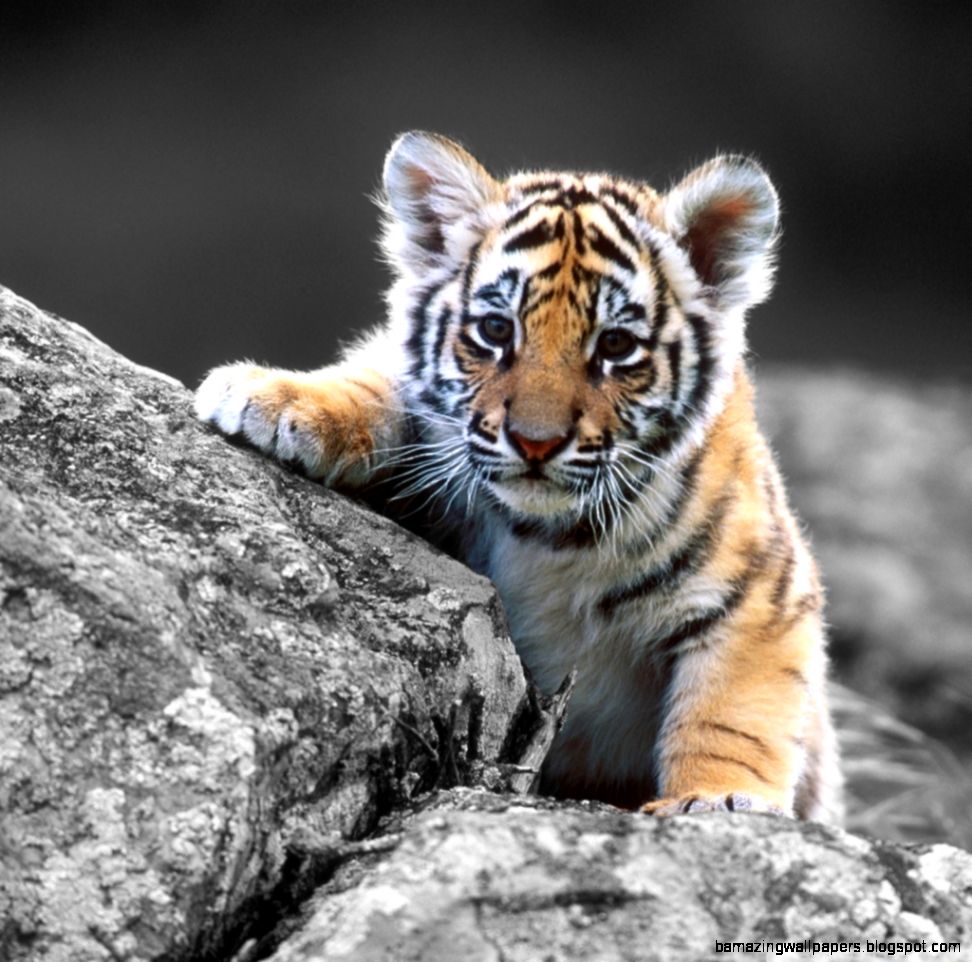 Baby Tiger Iphone Wallpaper