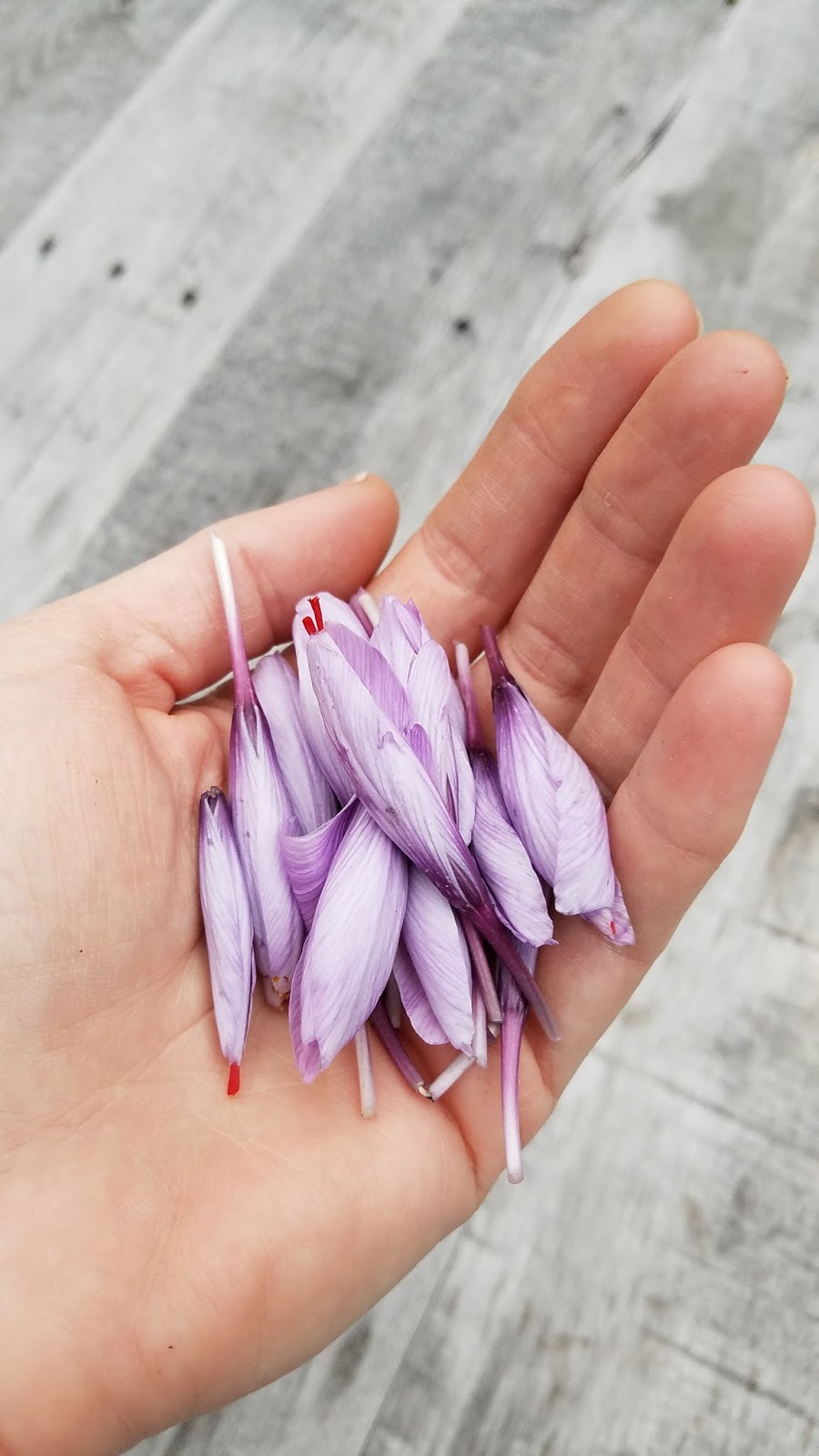 66 Square Feet (Plus) Saffron in the house