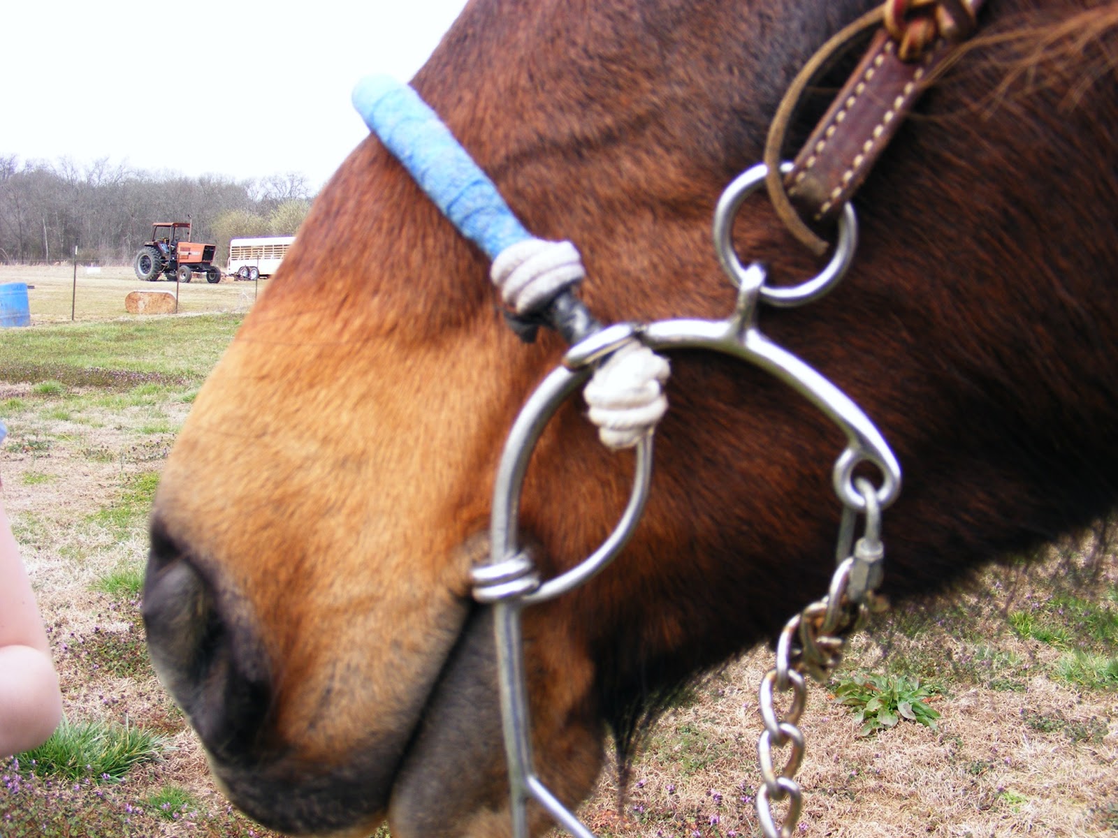Not Another Horse Blog Proper Bit Fit Snaffle/Hack Combo