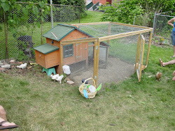 pittsburgh p4 poultry pro coops runs shapes backyard sizes come
