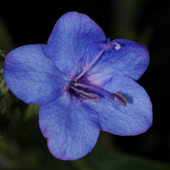 Violet flower | Facts About All