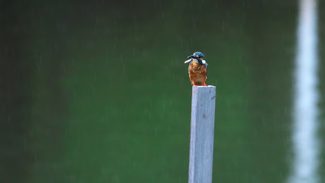 ホーマー・シンプソンが現実世界ではどうなるかを想像したところ、その結果は恐ろしいものでした