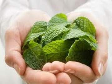 benefit of mint leaf