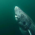 This 512-Year-Old GreenLand Shark Is The Oldest Living Vertebrate On The Planet