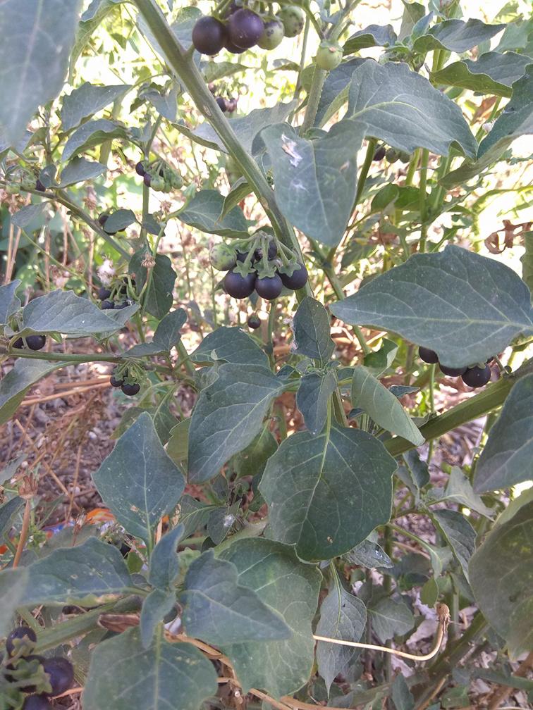 Foraging Black Nightshade Solanum Nigrum and How to Identify It