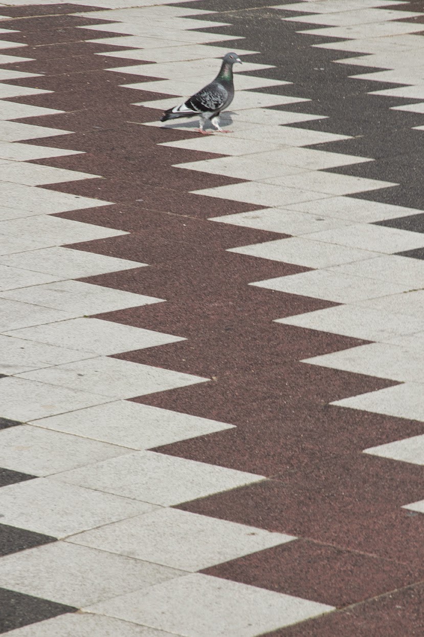 pigeon stepping on a large pattern-like square
