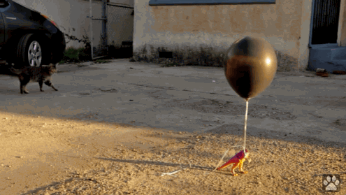 Art Cat GIF • Killer cat explodes balloon with laser and reverse Return to sender.gif Art Cat GIF • Killer cat explodes balloon with laser and reverse Return to sender.gif